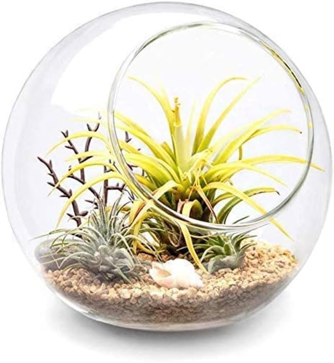 Succulent globe planter by Mkono